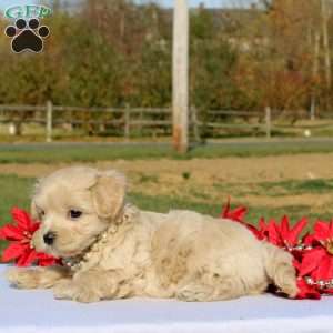 Mario, Maltipoo Puppy